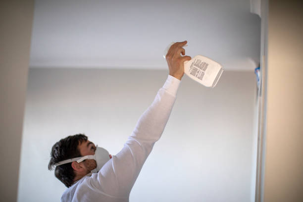 Best Basement Mold Remediation in Bridgeport, IL