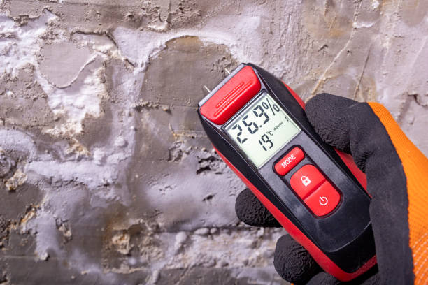 Best Health and Safety Mold Remediation in Bridgeport, IL