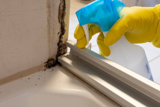 Best Black Mold Remediation in Bridgeport, IL