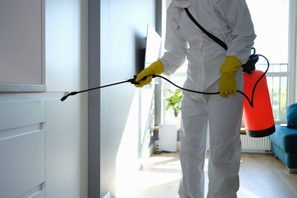 Best Mold Remediation for Schools in Bridgeport, IL