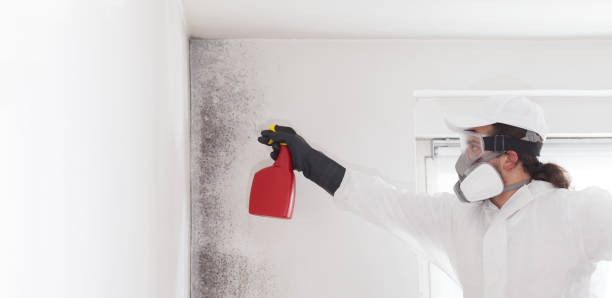 Best Residential Mold Remediation in Bridgeport, IL