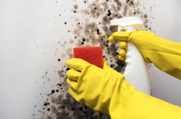 Best Mold Testing and Inspection Services in Bridgeport, IL