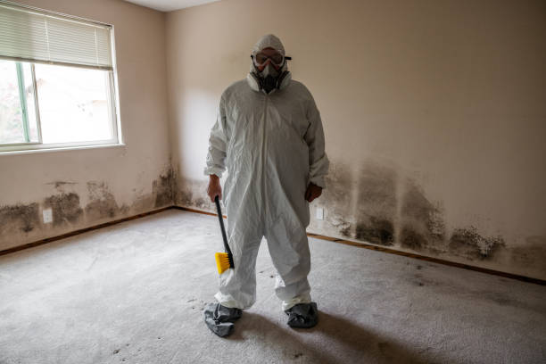 Best HVAC Mold Remediation in Bridgeport, IL