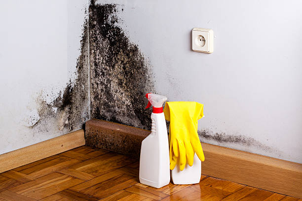Best Preventive Mold Services in Bridgeport, IL
