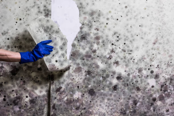 Best Post-Flood Mold Remediation in Bridgeport, IL