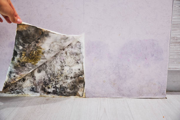 Best Bathroom Mold Remediation in Bridgeport, IL